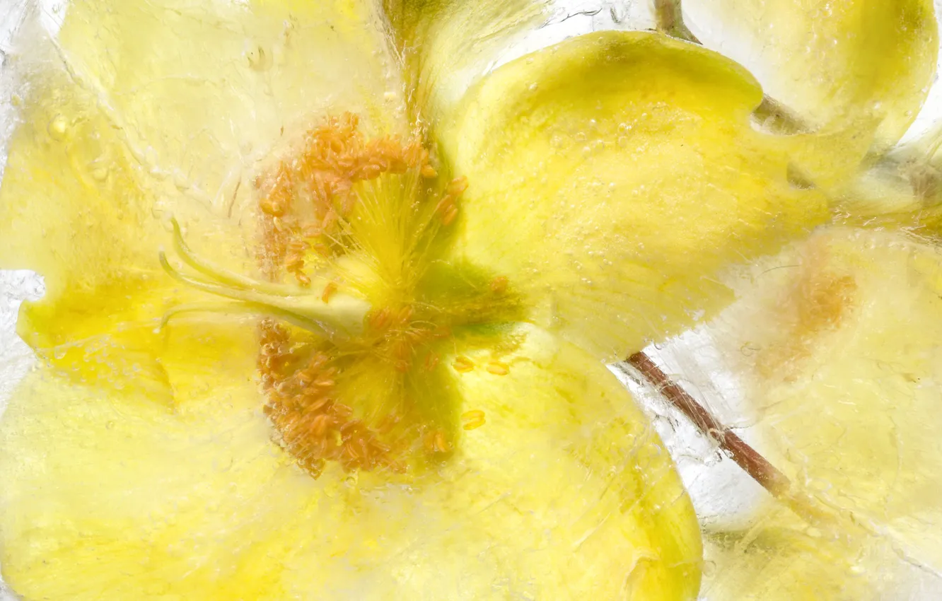 Photo wallpaper ice, flowers, petals, St. John's wort
