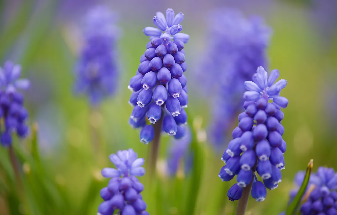 Photo wallpaper flowers, spring, lilac, bokeh, Muscari