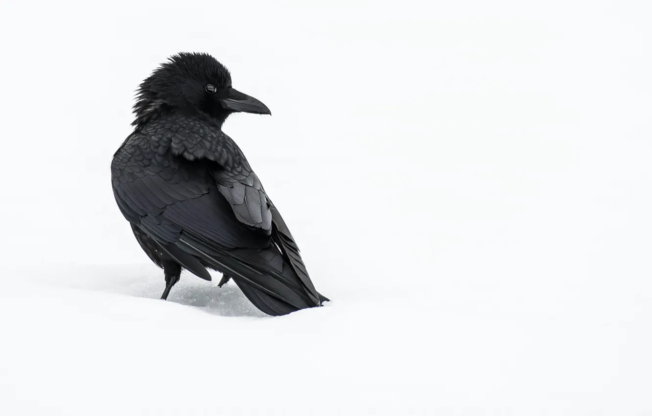 Photo wallpaper winter, snow, crow