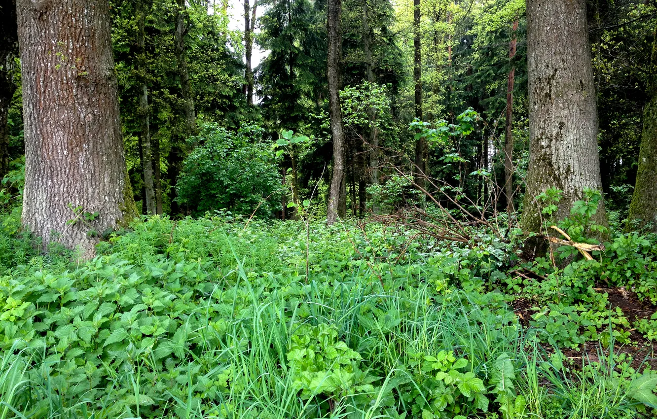 Photo wallpaper forest, grass, trees, thickets