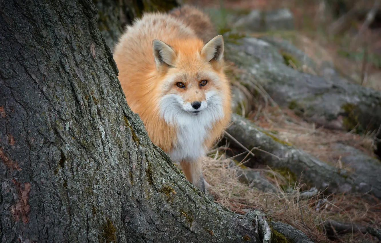 Photo wallpaper forest, nature, Fox