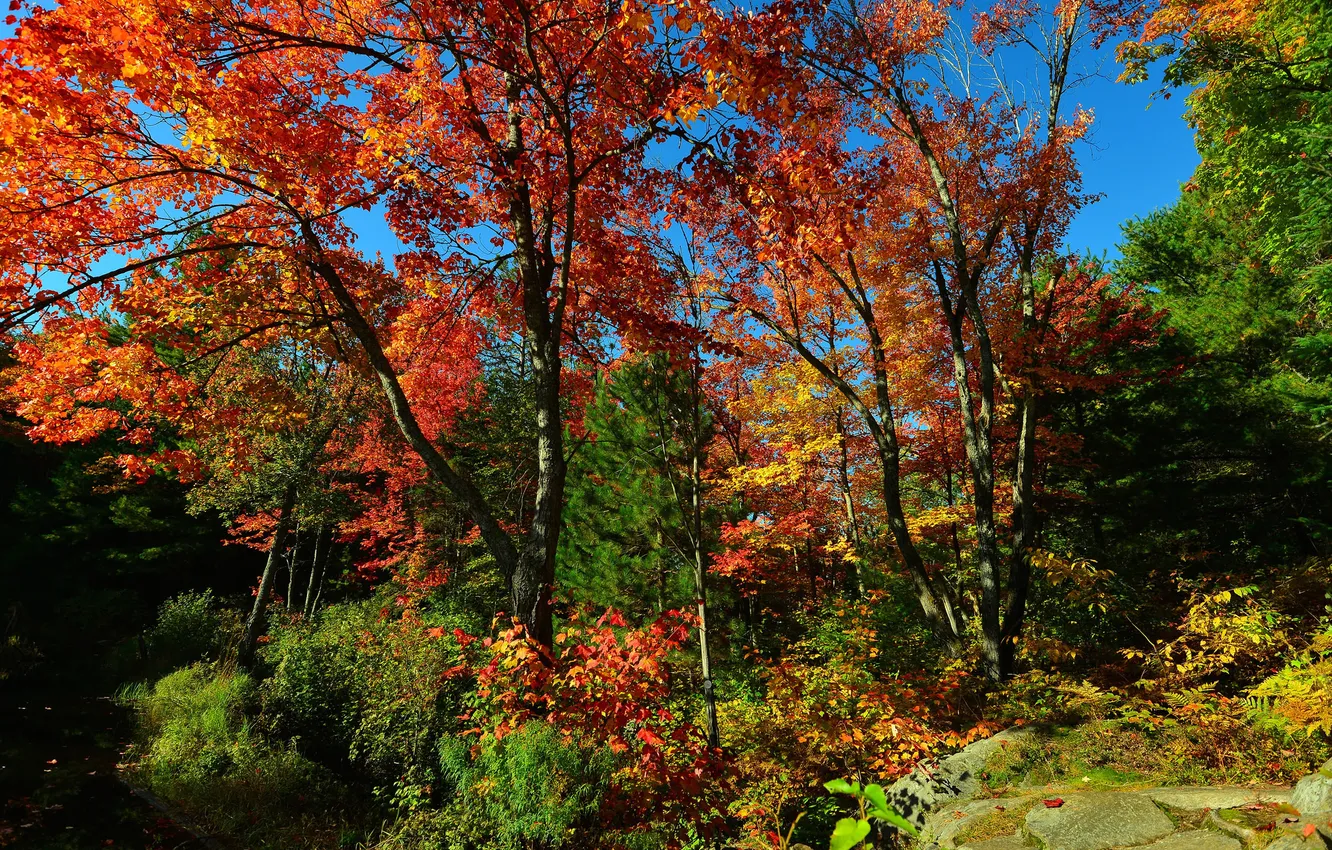 Photo wallpaper autumn, forest, the sky, trees, stones