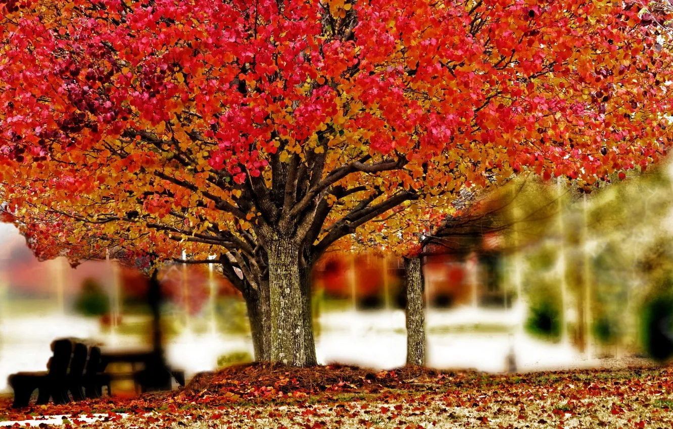 Photo wallpaper autumn, leaves, nature, Park, tree