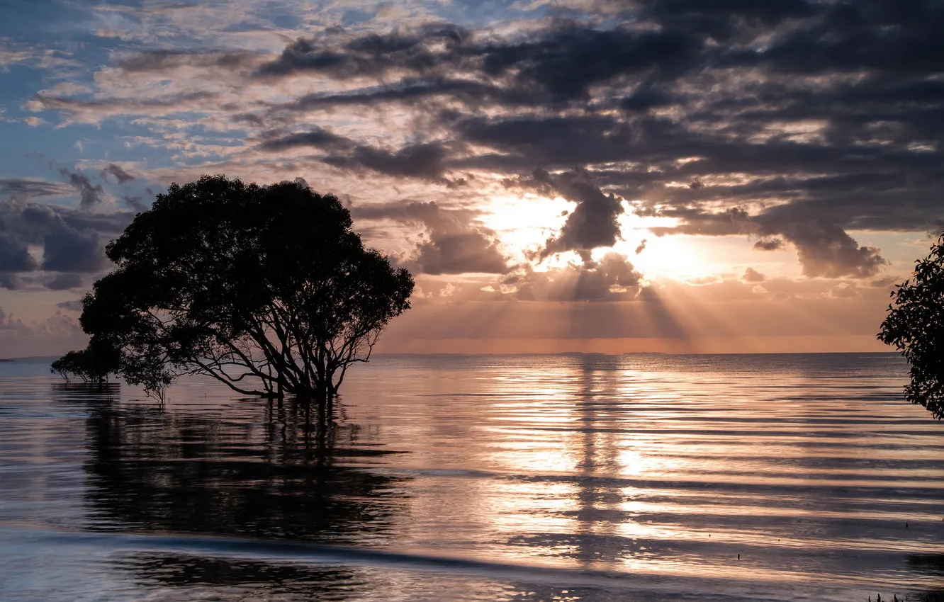 Photo wallpaper trees, landscape, lake