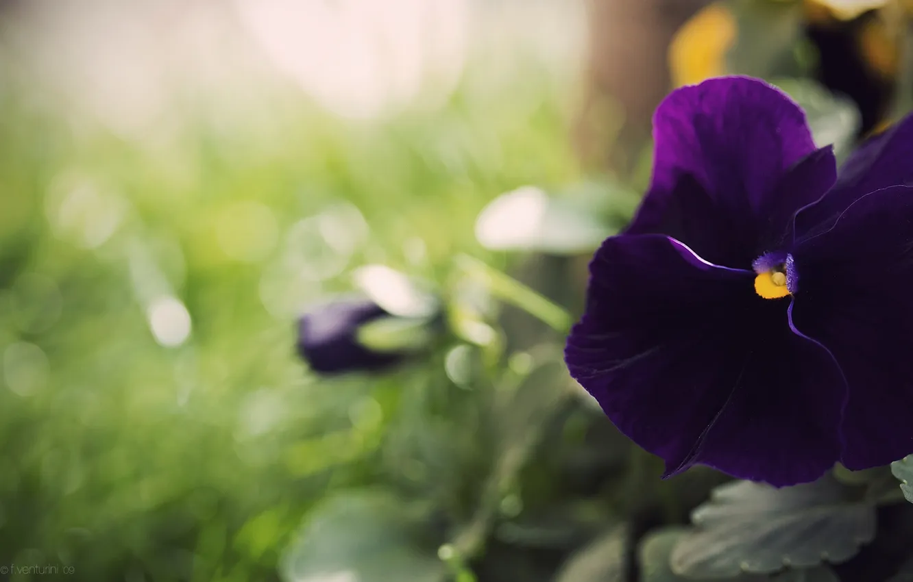 Photo wallpaper velvet, pansy, Viola