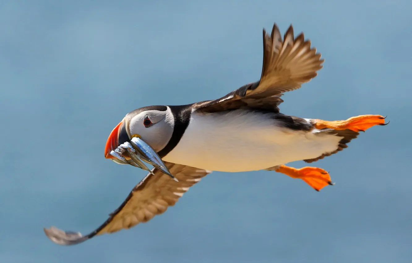 Photo wallpaper nature, bird, Puffin