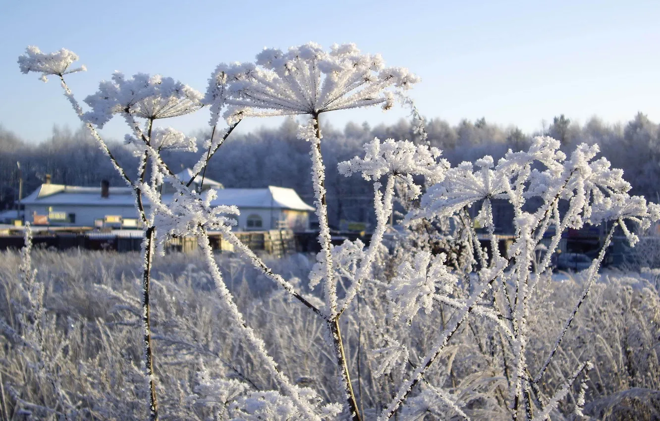 Photo wallpaper winter, frost, plant, winter, snow