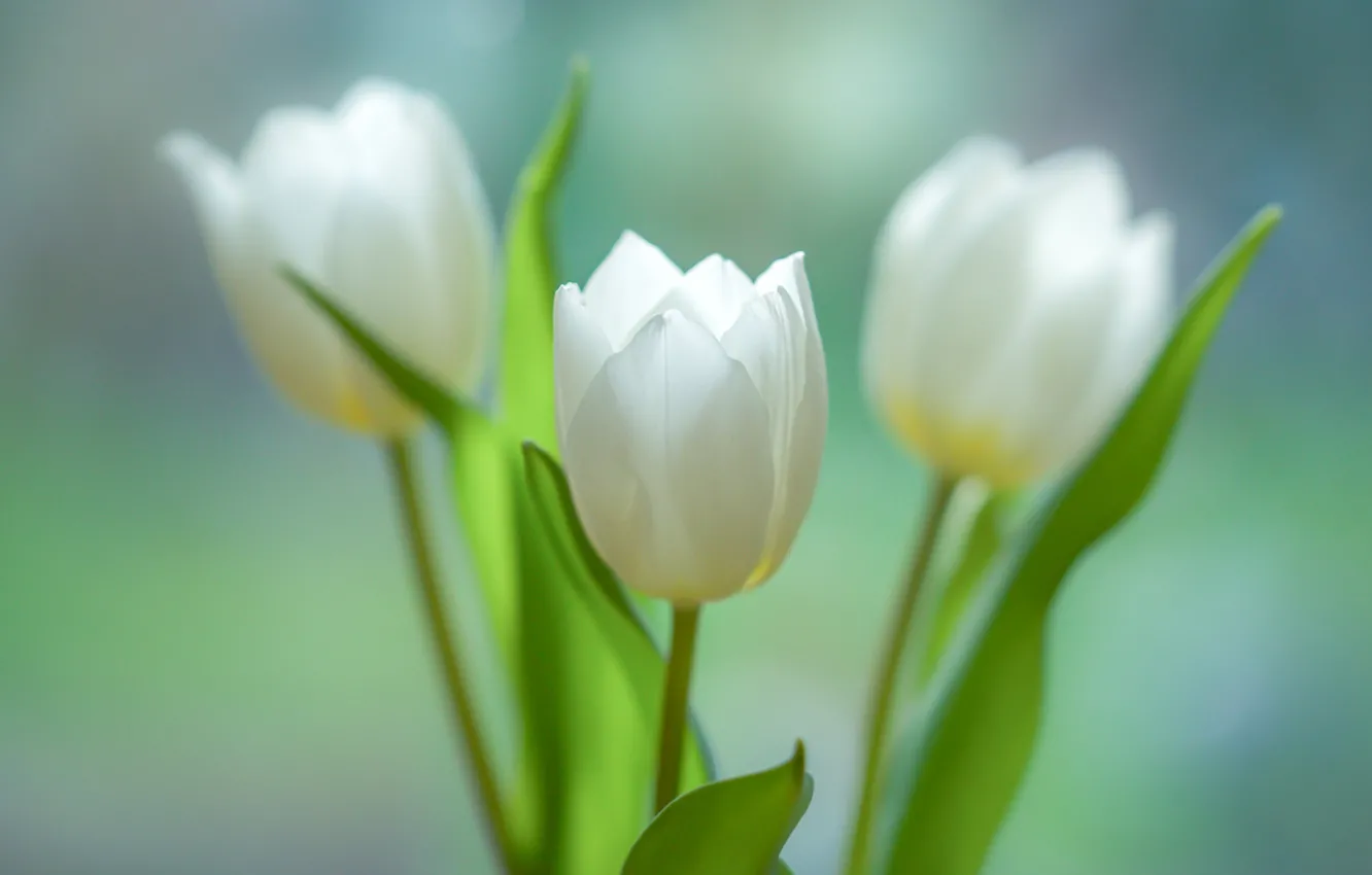 Photo wallpaper tulips, trio, buds, three tulips, bokeh, white tulips