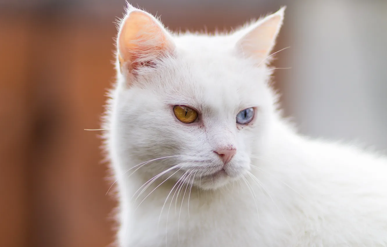 Photo wallpaper Cat, Cat, White cat