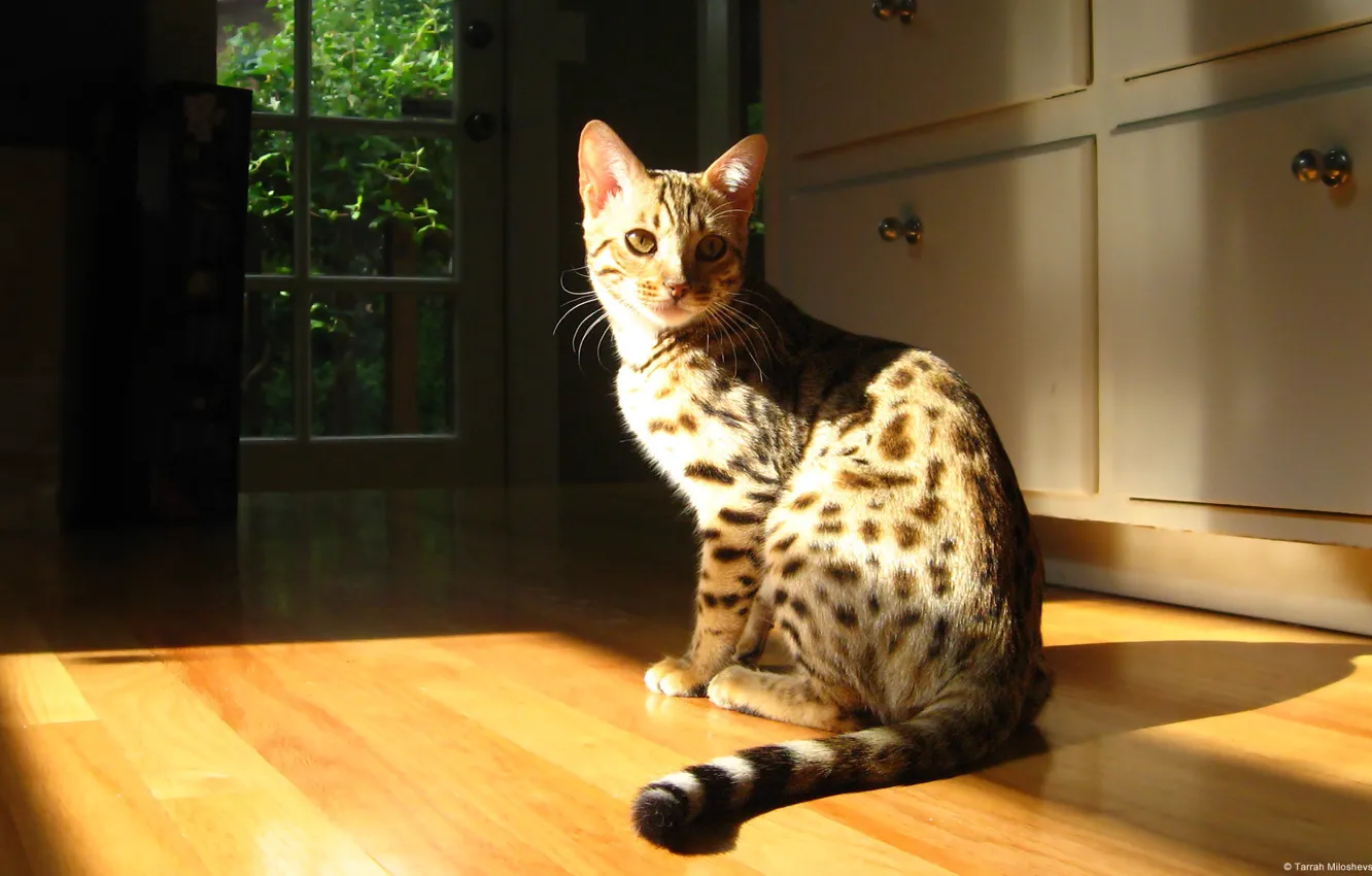 Photo wallpaper cat, pretty, shadows