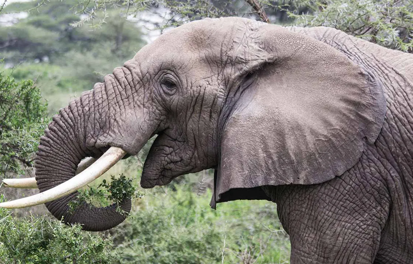 Photo wallpaper big, animal, asian, elephant, gray, african