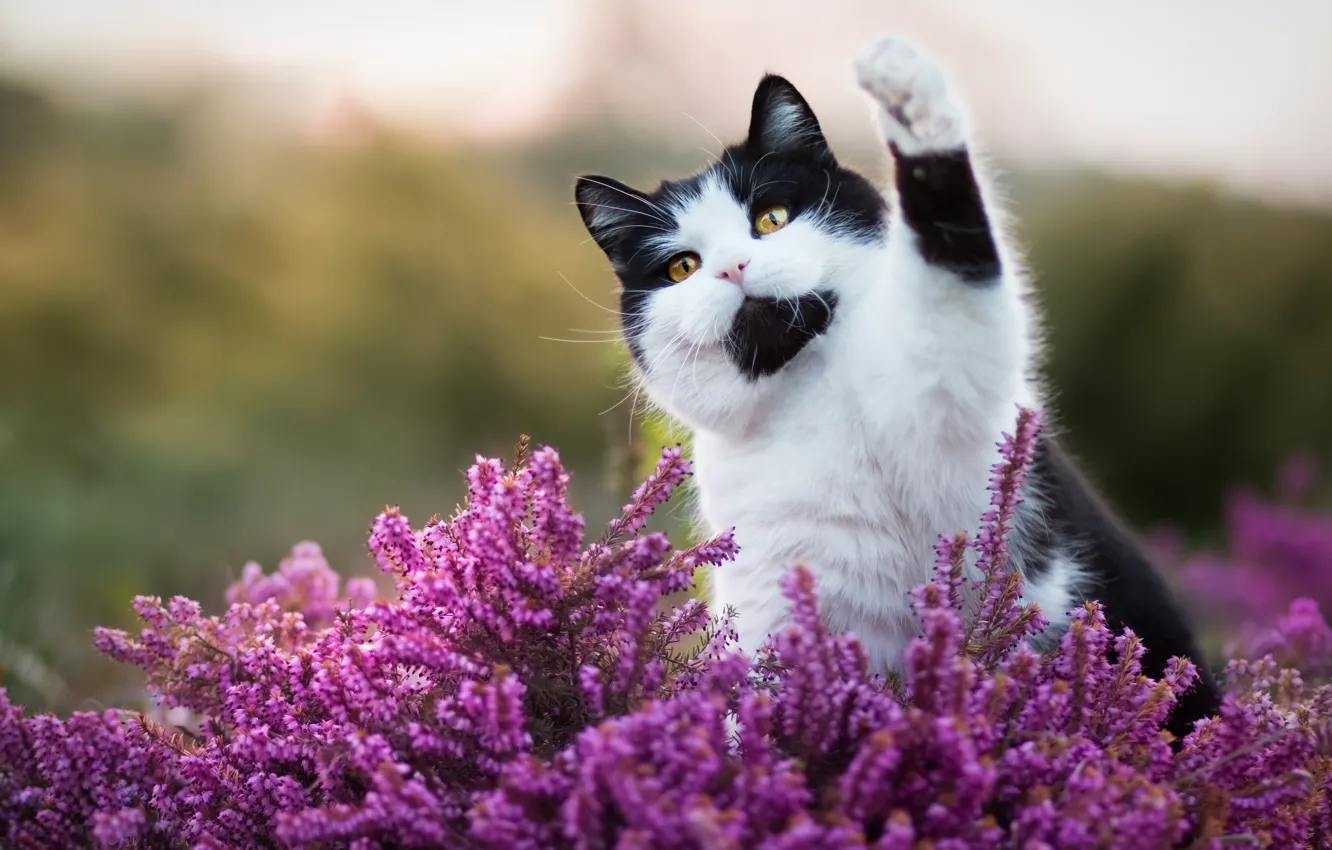 Photo wallpaper cat, cat, look, face, flowers, nature, pose, background