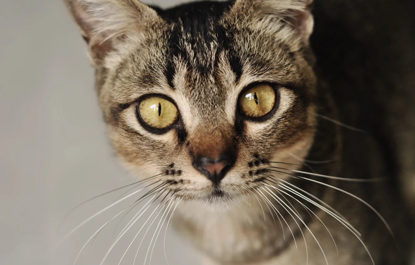 Photo wallpaper cat, mustache, look, face, animal