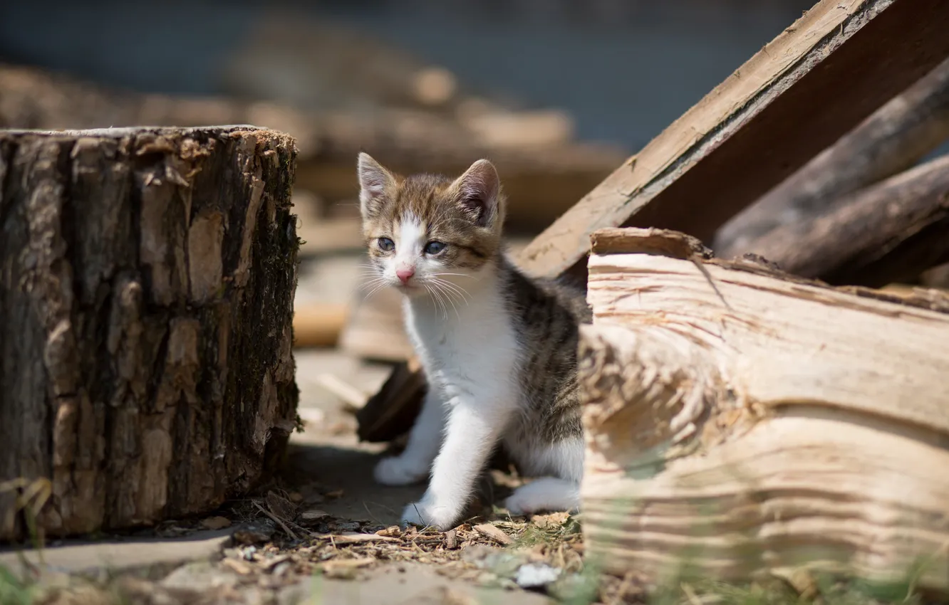 Photo wallpaper baby, kitty, logs