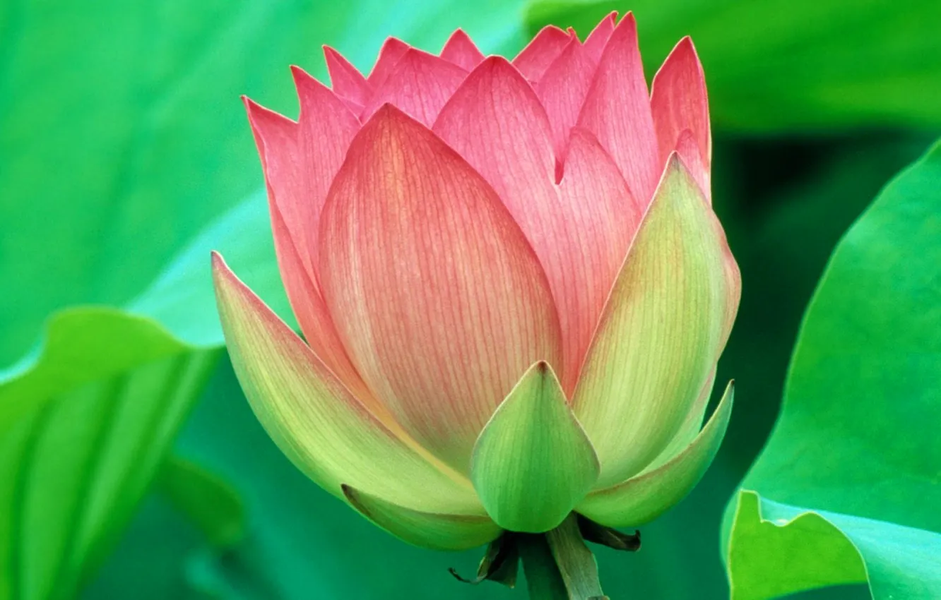 Photo wallpaper leaves, flowers, petals, Lotus