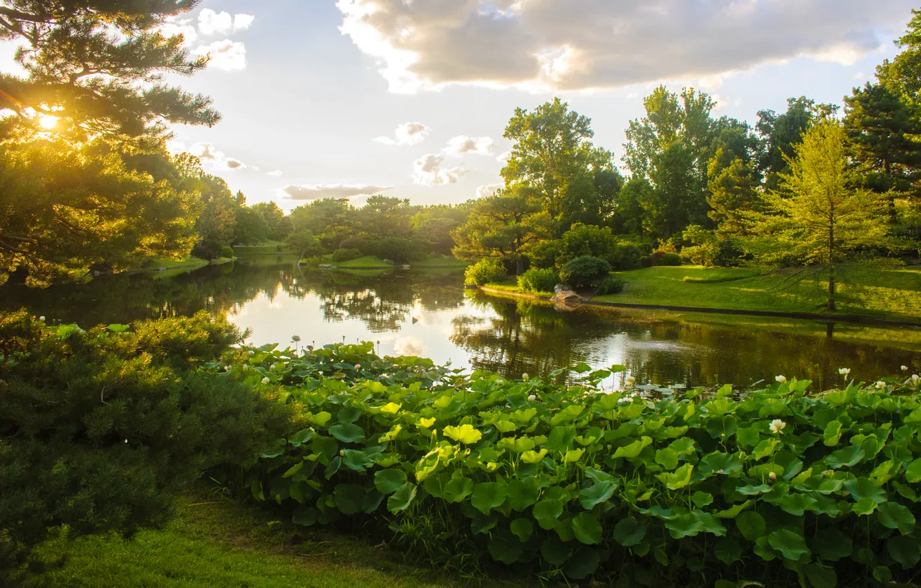 Photo wallpaper greens, the sky, grass, the sun, clouds, trees, pond, Park