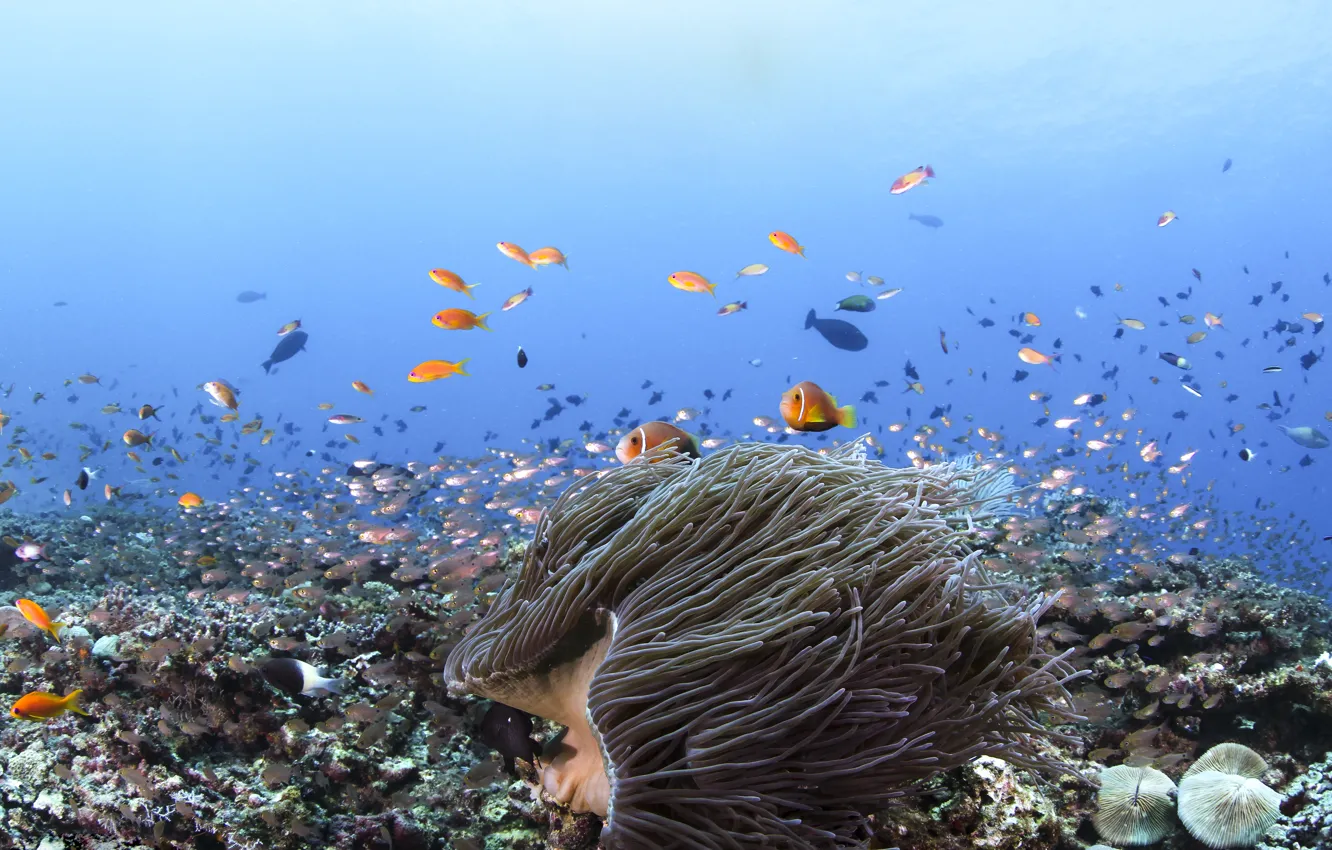Photo wallpaper fish, corals, the bottom of the sea, blue water