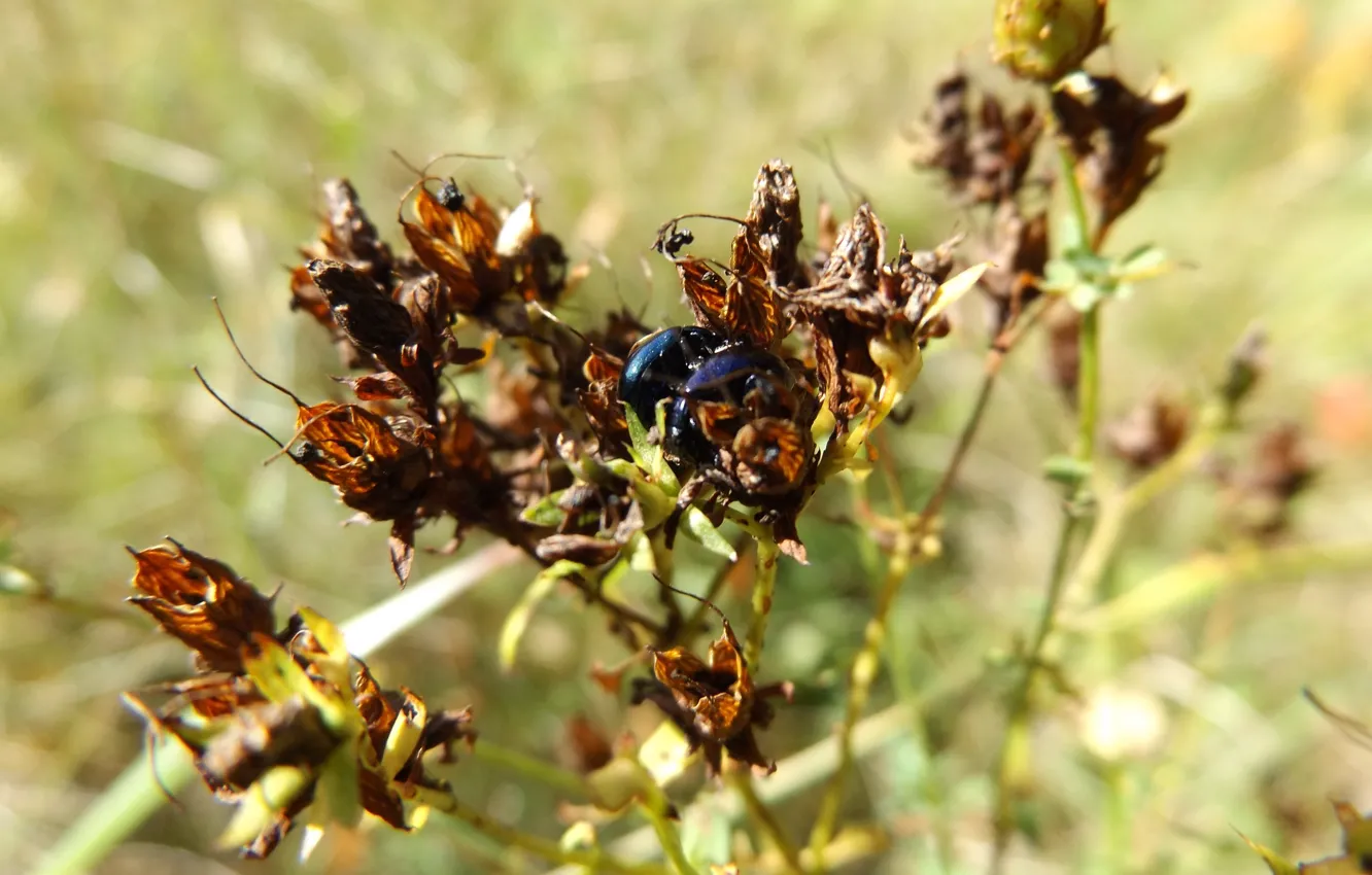 Photo wallpaper field, autumn, grass, beetle, pair, insect
