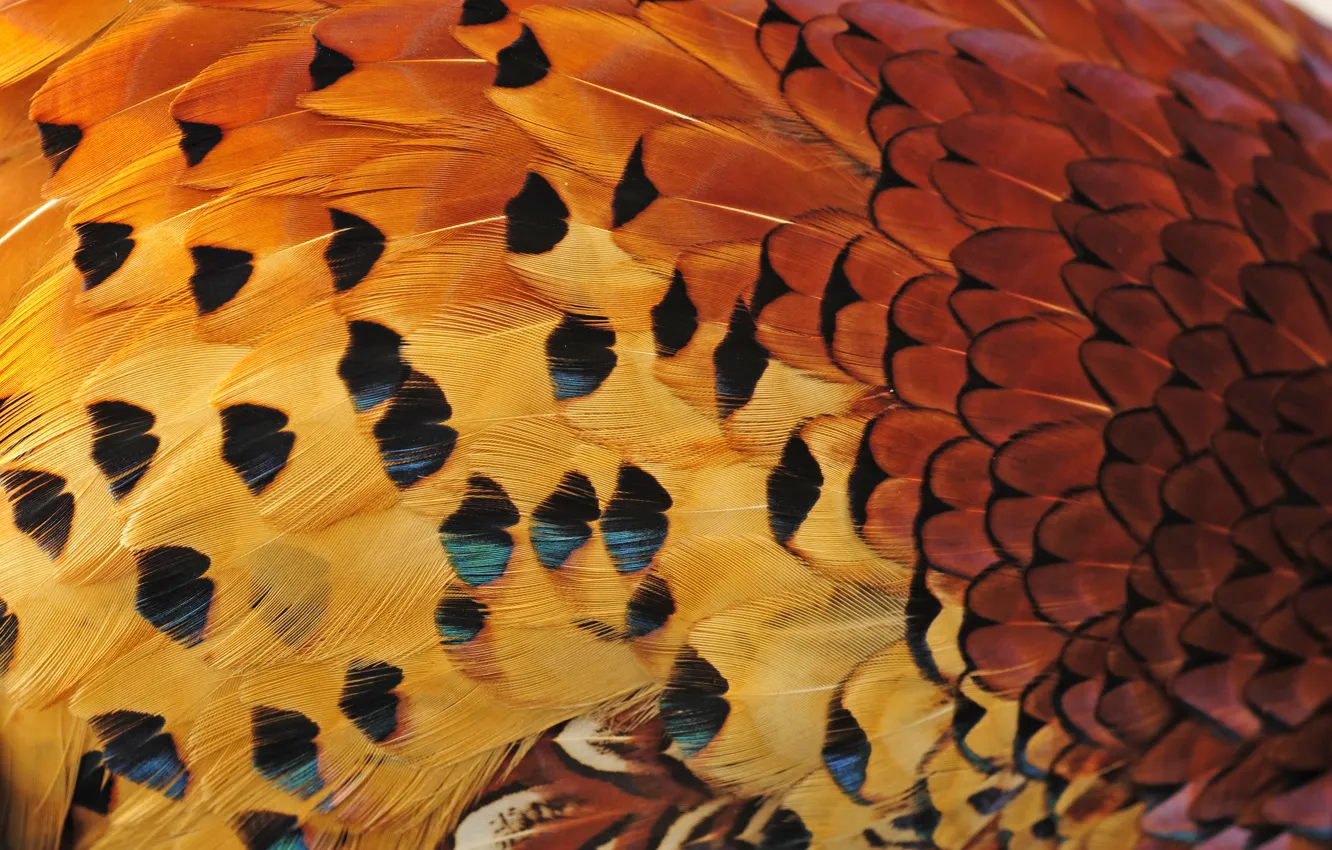 Photo wallpaper bird, texture, feathers, color