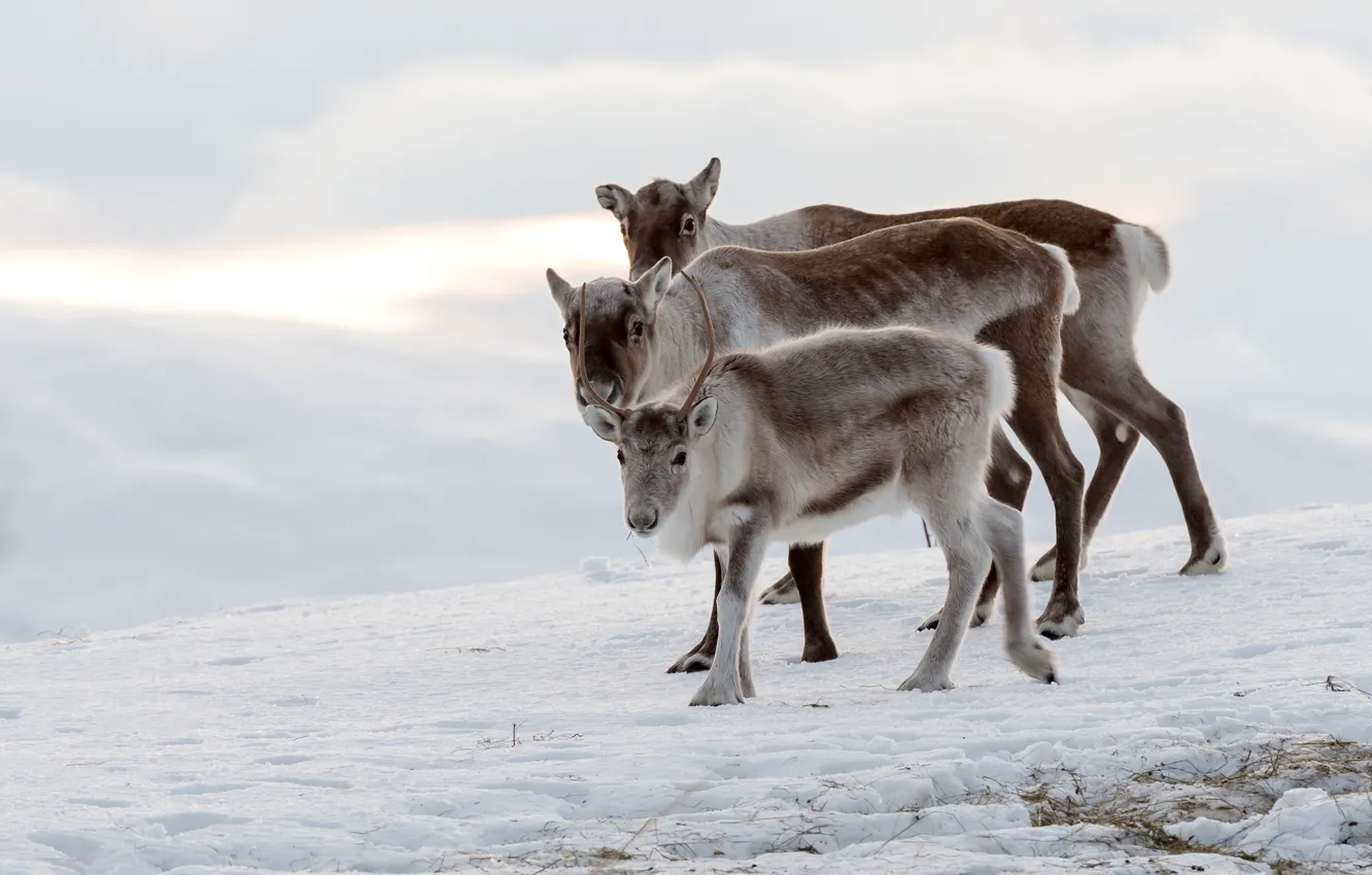 Photo wallpaper winter, snow, family, three, deer, fawn, trio, reindeer