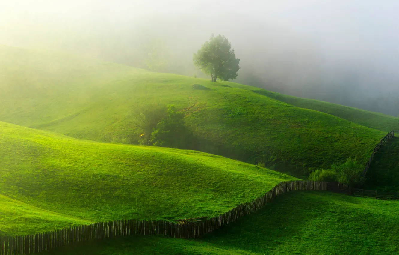 Photo wallpaper greens, summer, nature, fog, tree, spring, morning