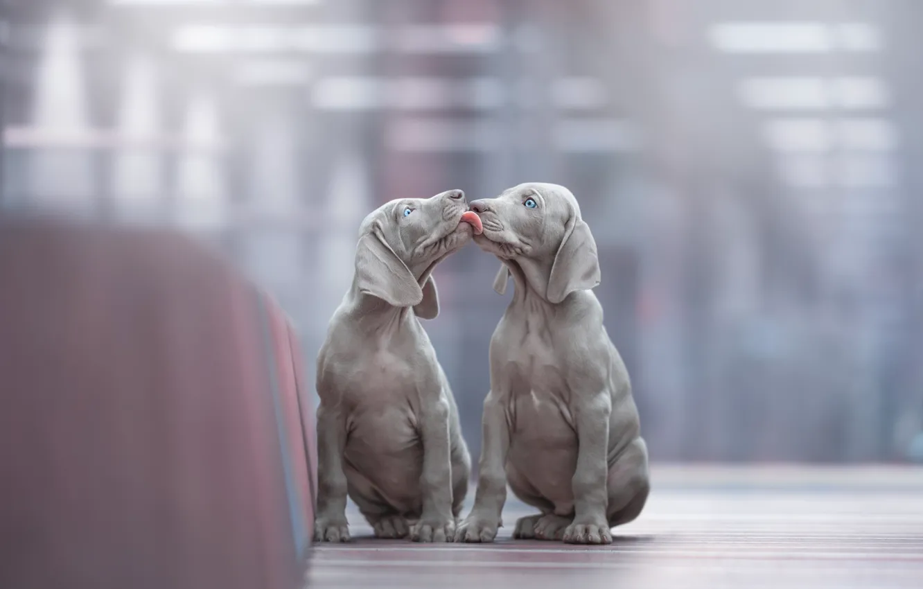 Photo wallpaper language, puppy, two, pets, Pets, puppies, Weimaraner Puppies, Weimaraner puppies