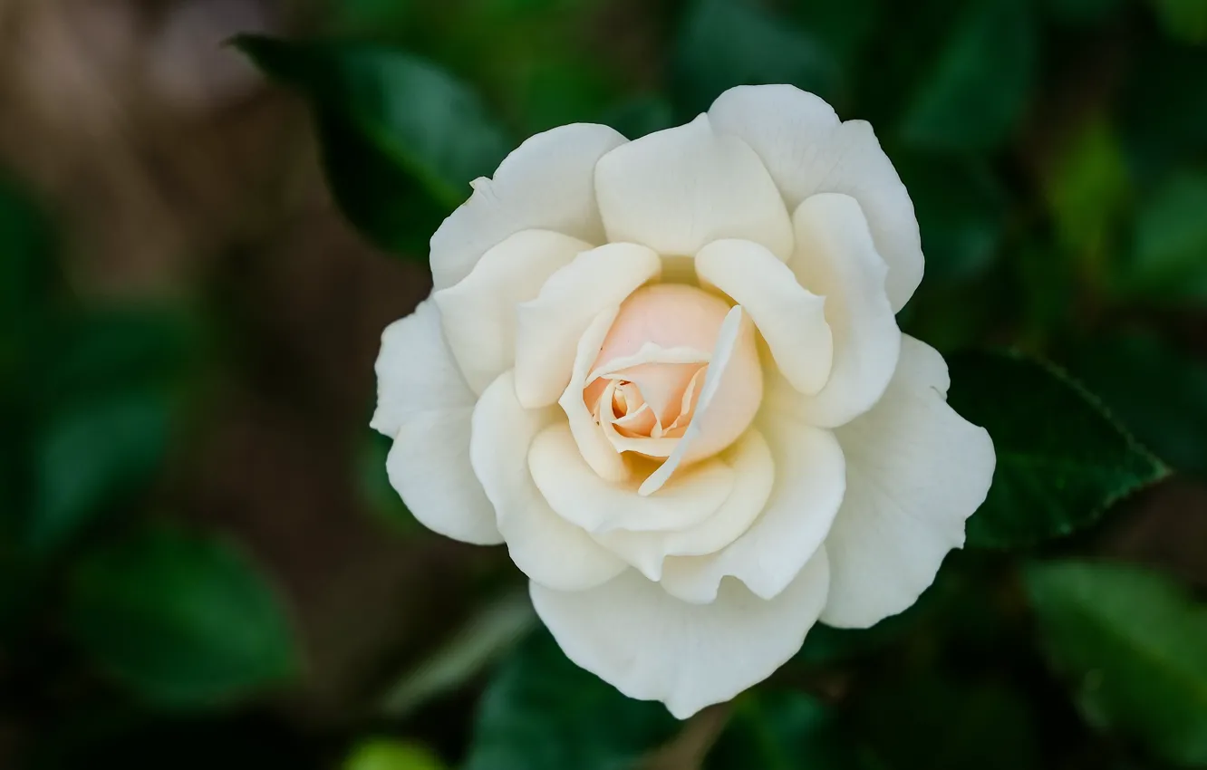 Photo wallpaper rose, petals, white, bokeh