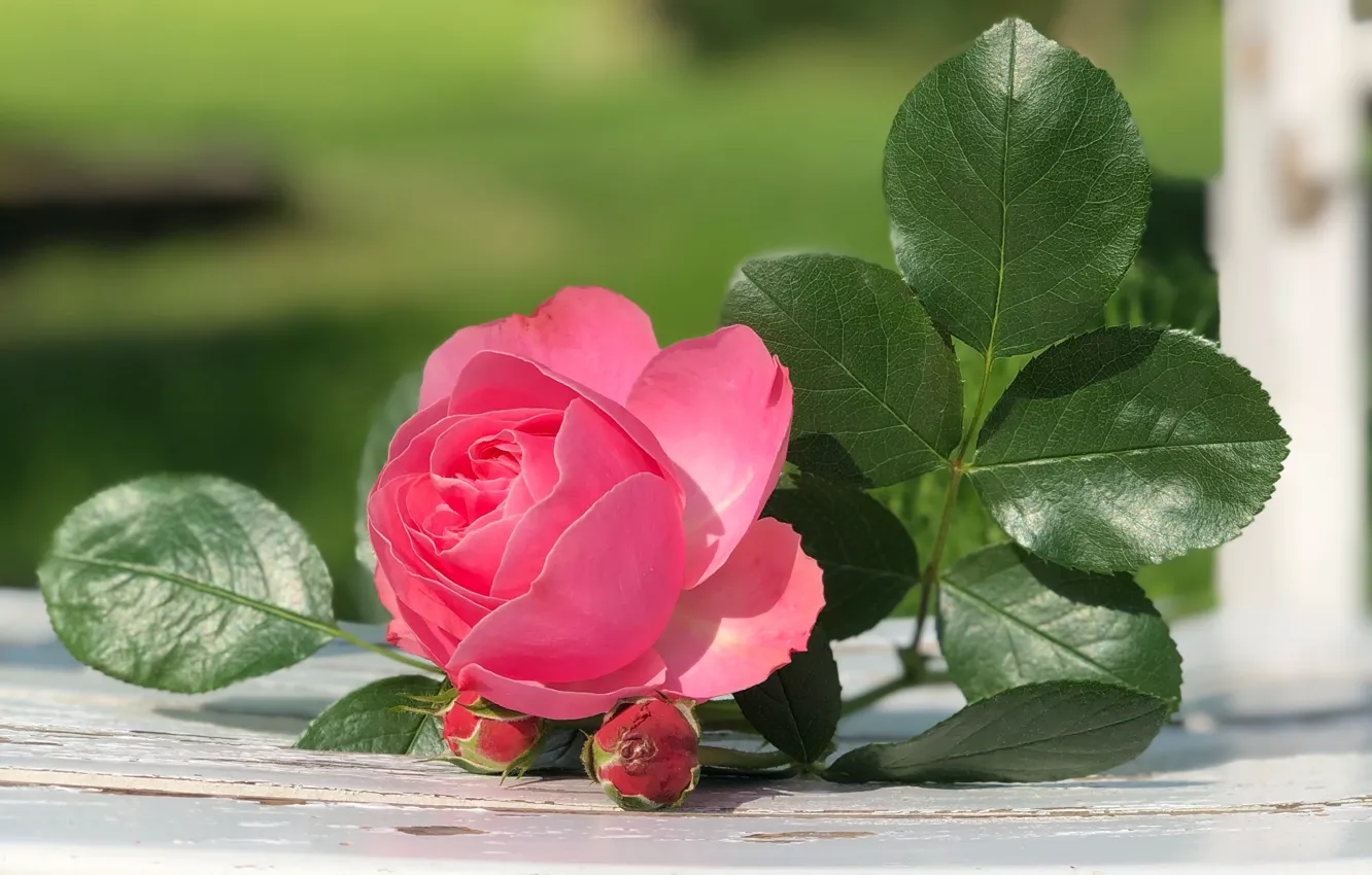 Photo wallpaper leaves, flowers, roses, garden, chair, lies, pink, bokeh