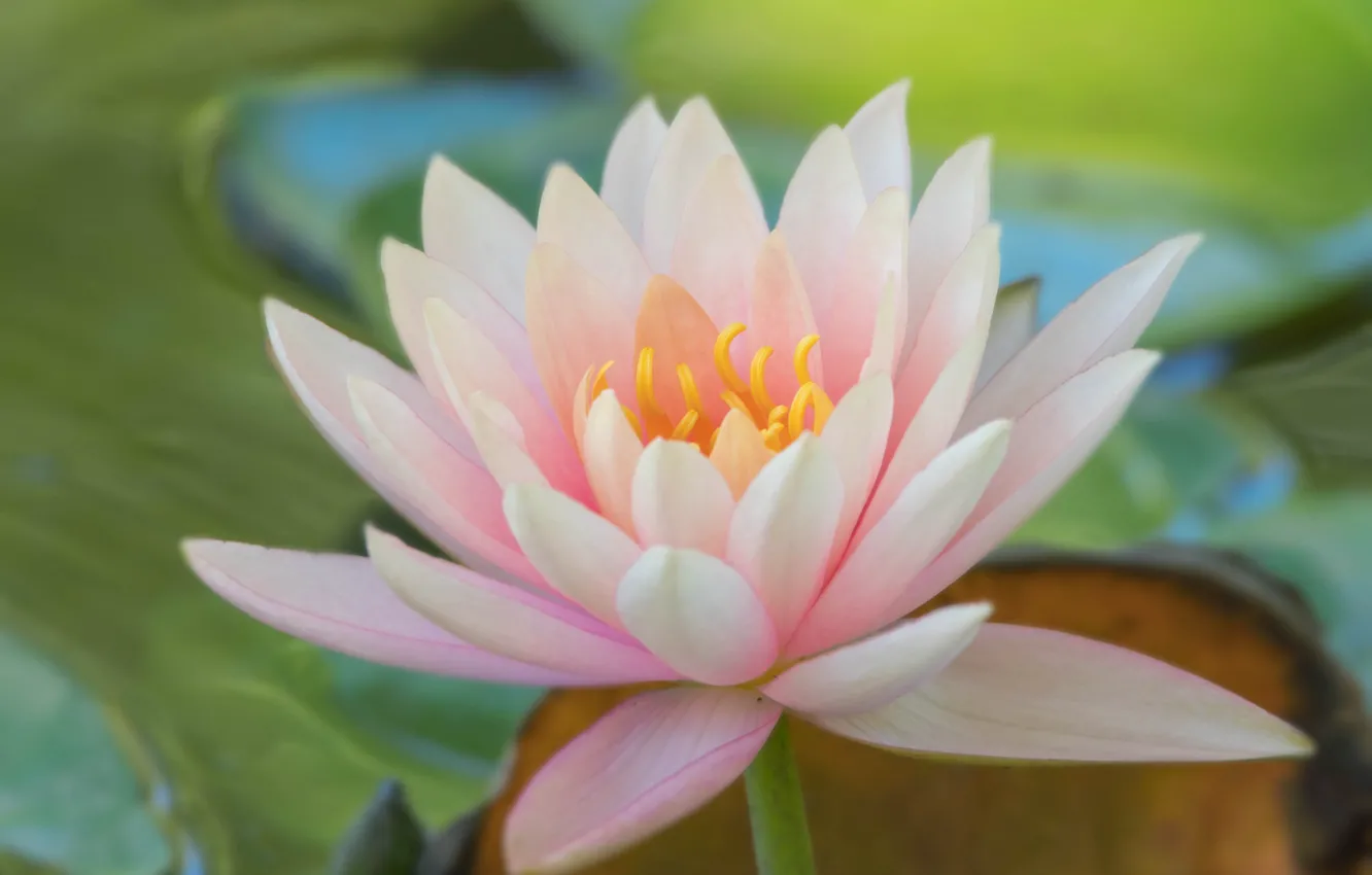 Photo wallpaper tenderness, pink, Nymphaeum