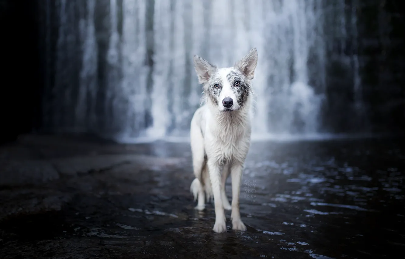 Photo wallpaper river, waterfall, dog