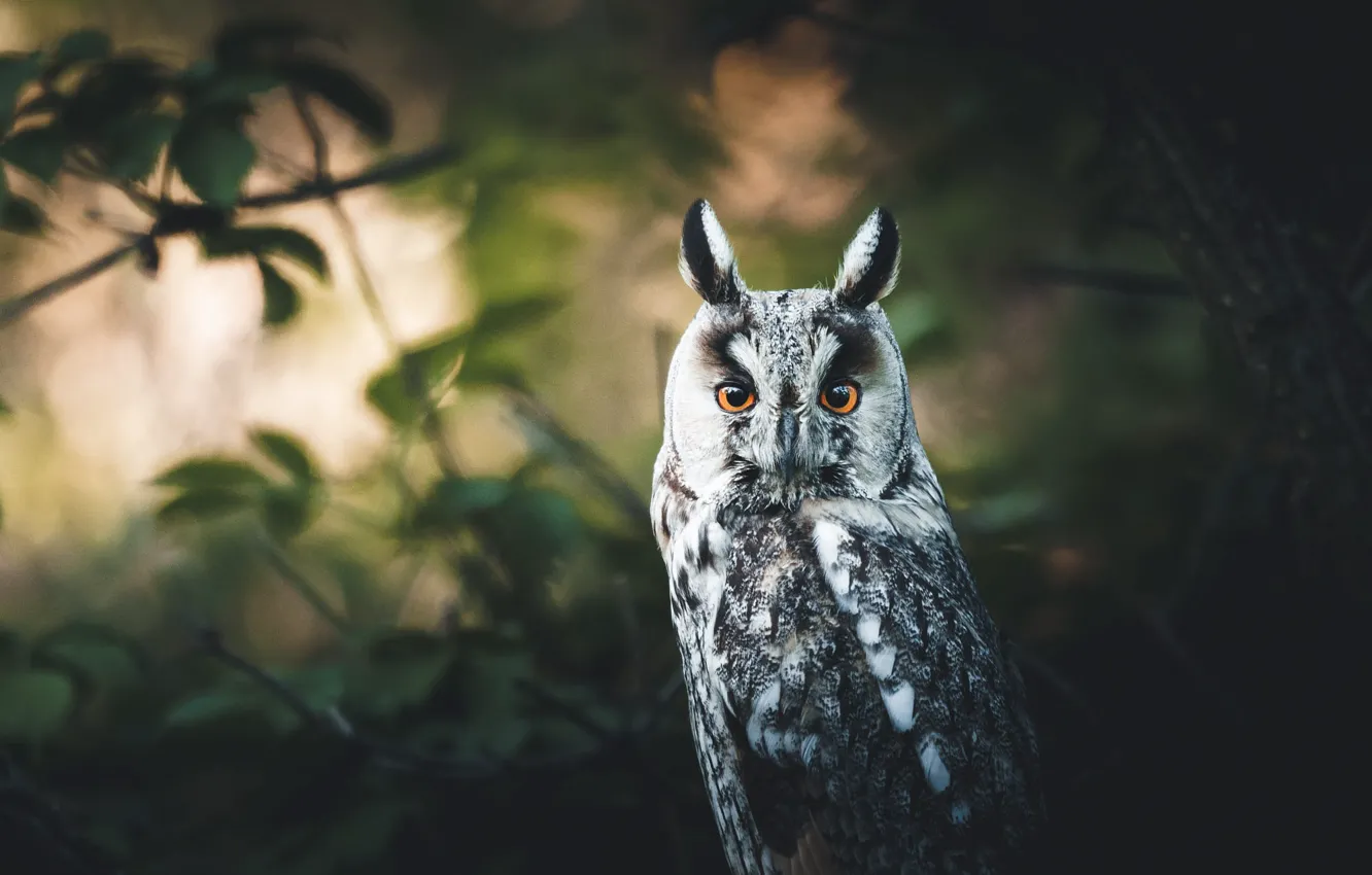 Photo wallpaper look, branches, owl, bird, foliage, portrait, eared