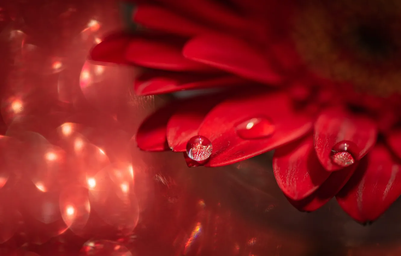 Photo wallpaper drops, macro, flowers, red, petals, gerbera