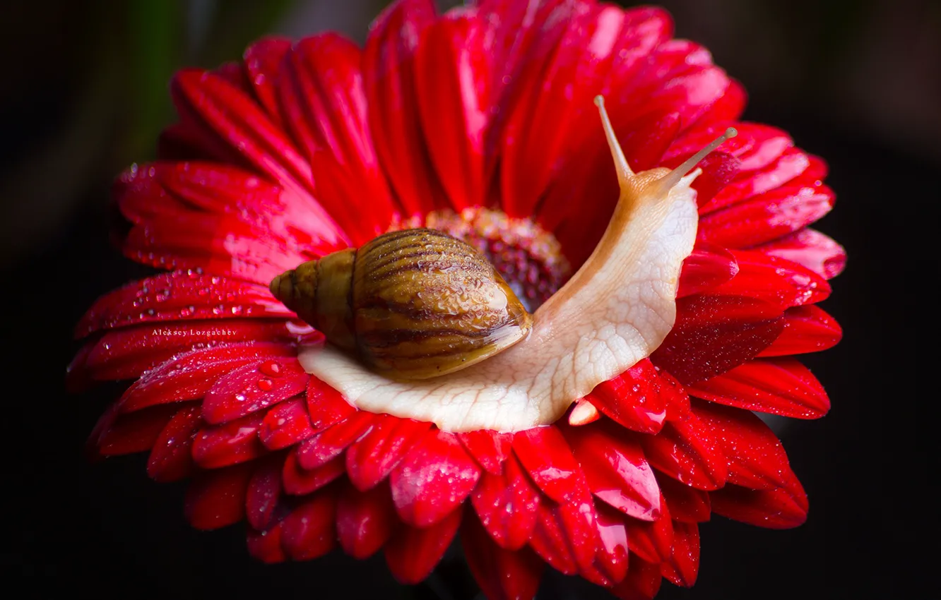 Photo wallpaper flower, macro, background, snail, petals, gerbera