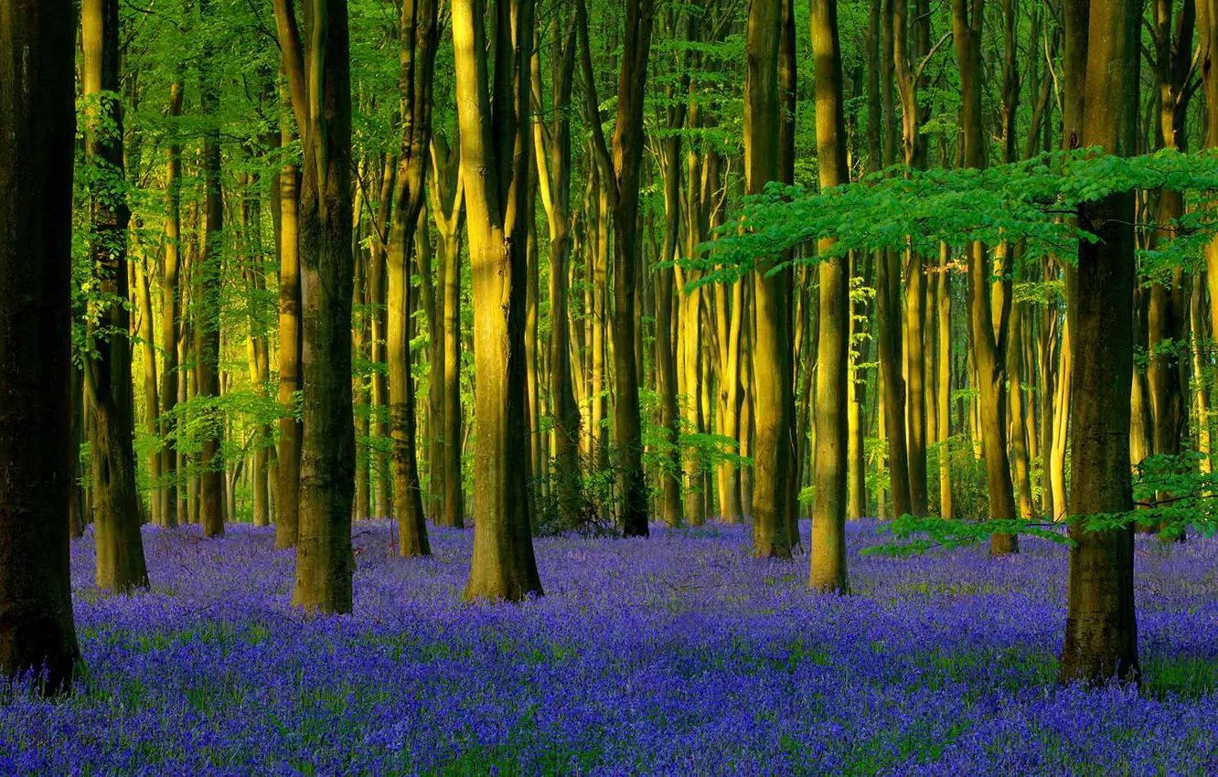 Photo wallpaper forest, trees, flowers, England, spring, bell, Hampshire, hyacinthoides undescribed