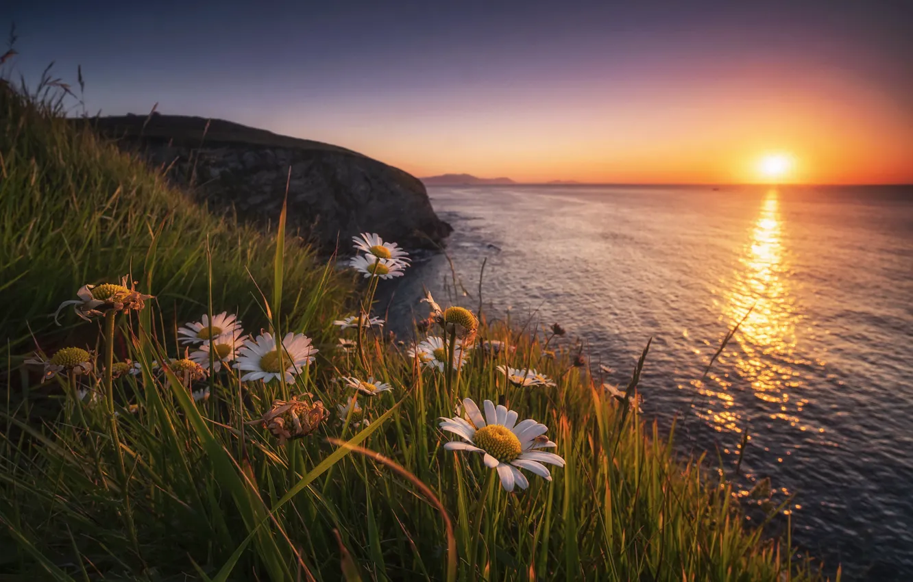 Photo wallpaper sunset, flowers, shore, chamomile