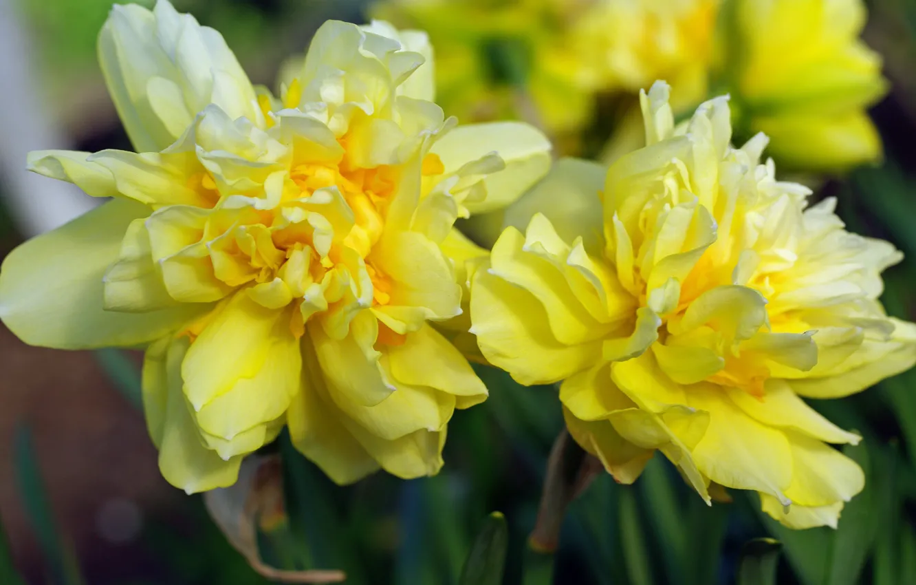 Photo wallpaper flowers, nature, beauty, plants, spring, may, primroses, daffodils