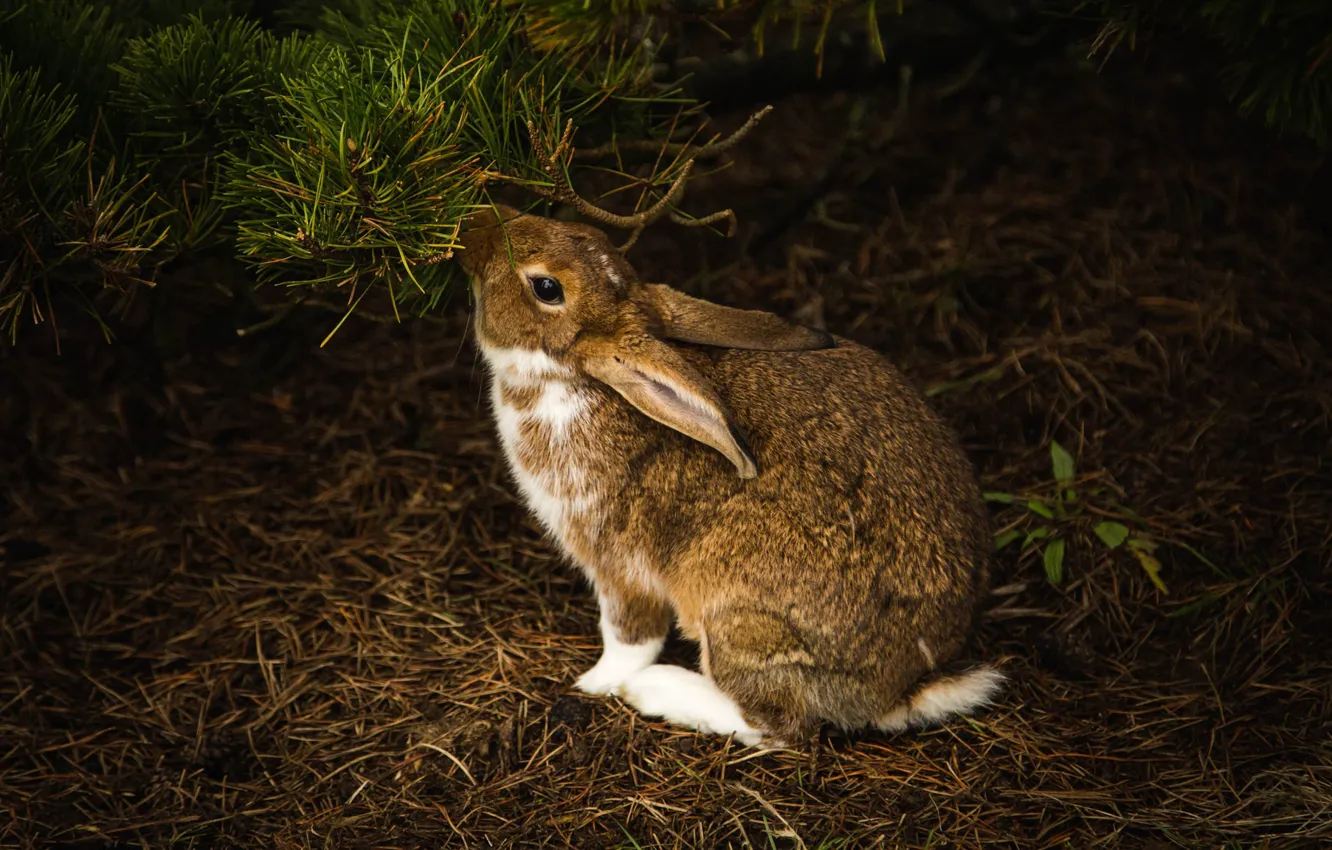 Photo wallpaper branches, the dark background, hare, rabbit, needles, Bunny, rodent, meal