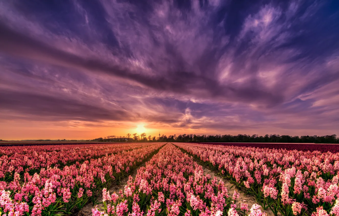 Photo wallpaper field, the sky, the sun, clouds, light, sunset, flowers, perspective