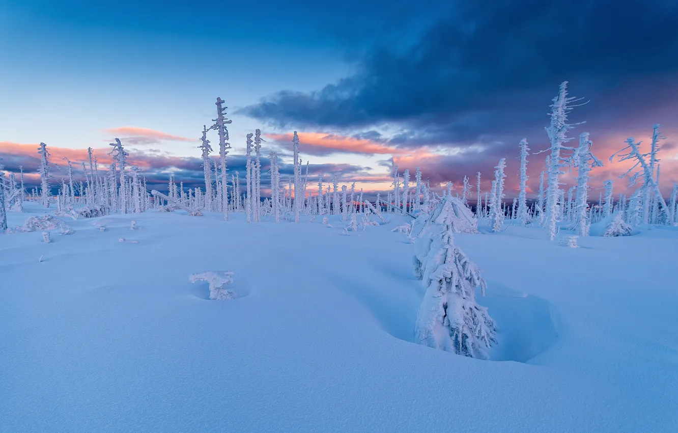 Photo wallpaper winter, frost, forest, the sky, clouds, snow, sunset, blue