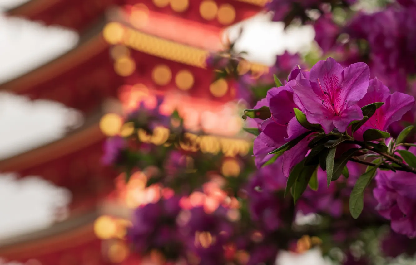 Photo wallpaper flowers, Asia, pagoda, pink, bokeh, Azalea, rhododendrons