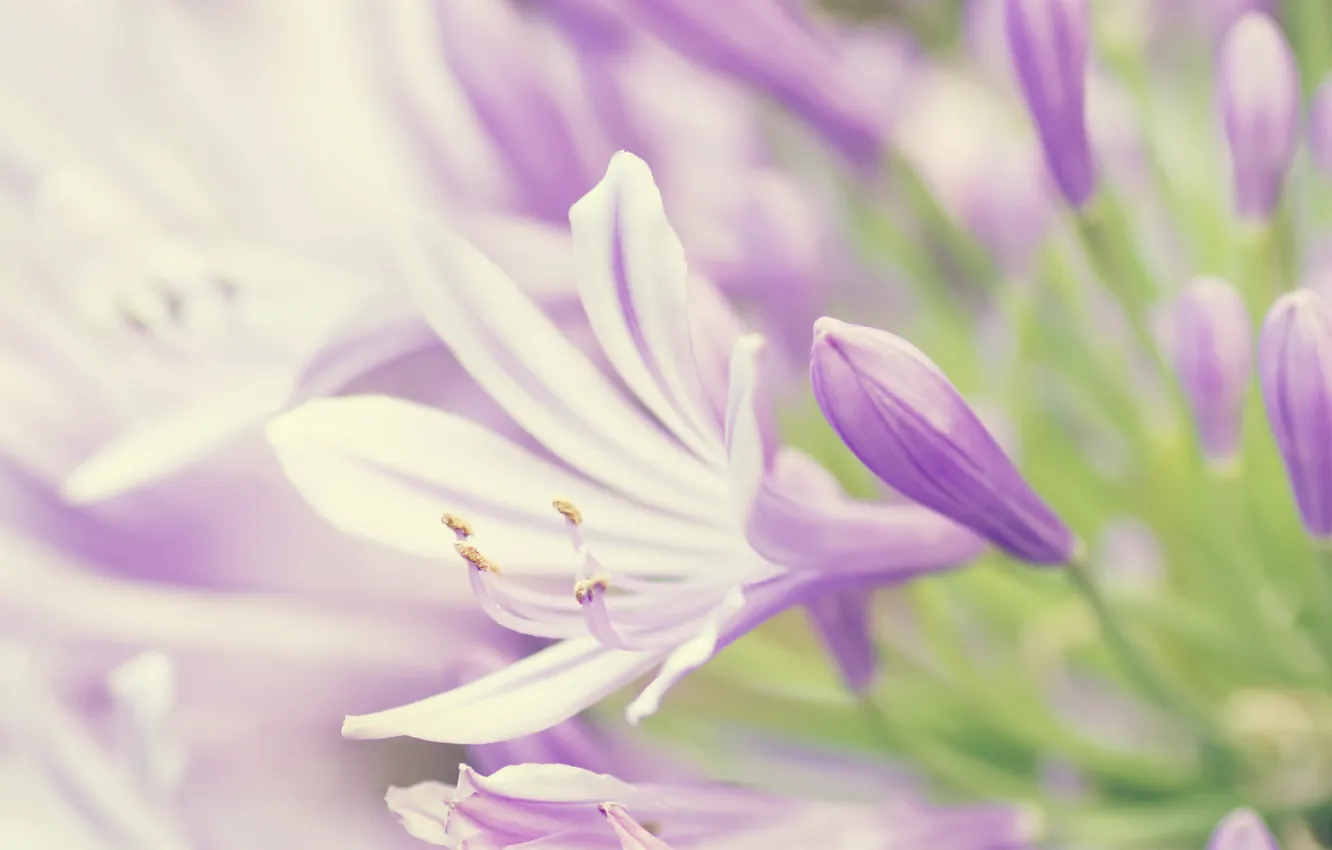 Photo wallpaper flowers, petals, buds