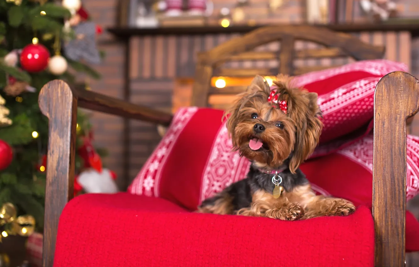 Photo wallpaper chair, bow, breed, Yorkshire Terrier