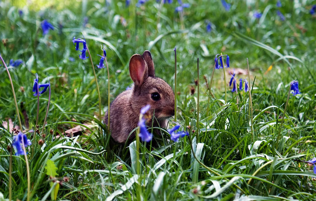 Photo wallpaper grass, flowers, rabbit