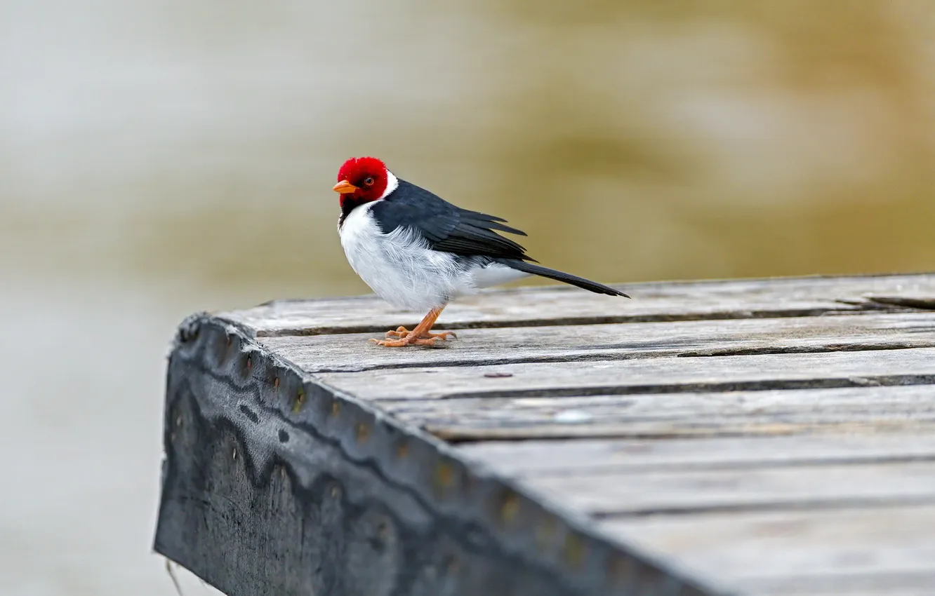 Photo wallpaper bridge, bird, Red capped cardinal