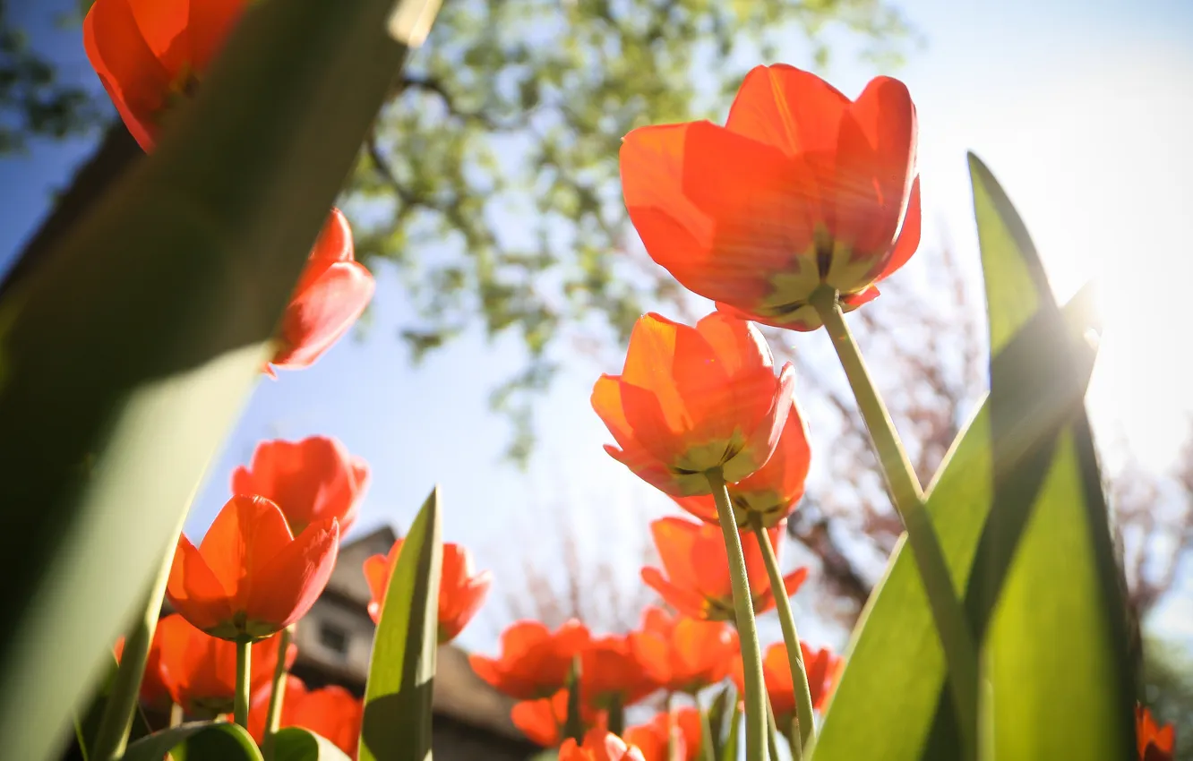 Photo wallpaper flowers, petals, tulips