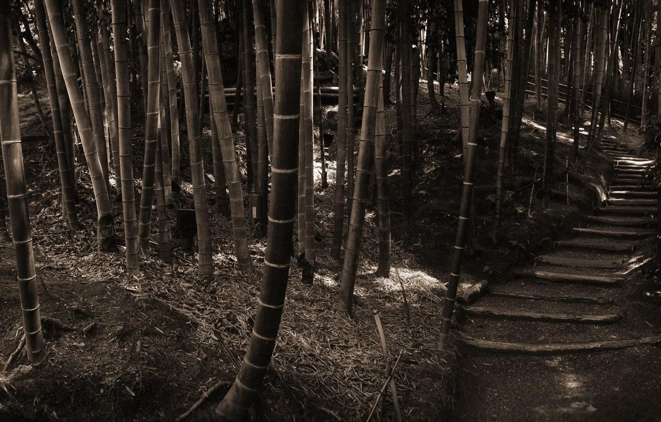 Photo wallpaper forest, bamboo, Sepia, steps