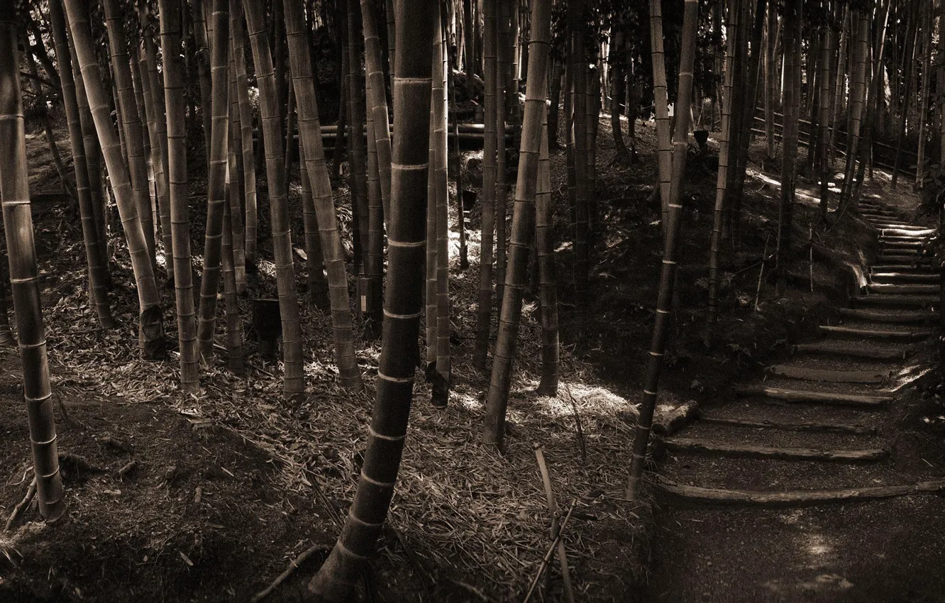 Photo wallpaper Forest, Sepia, Bamboo, Steps