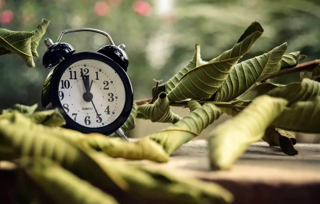 Photo wallpaper leaves, time, watch, alarm clock