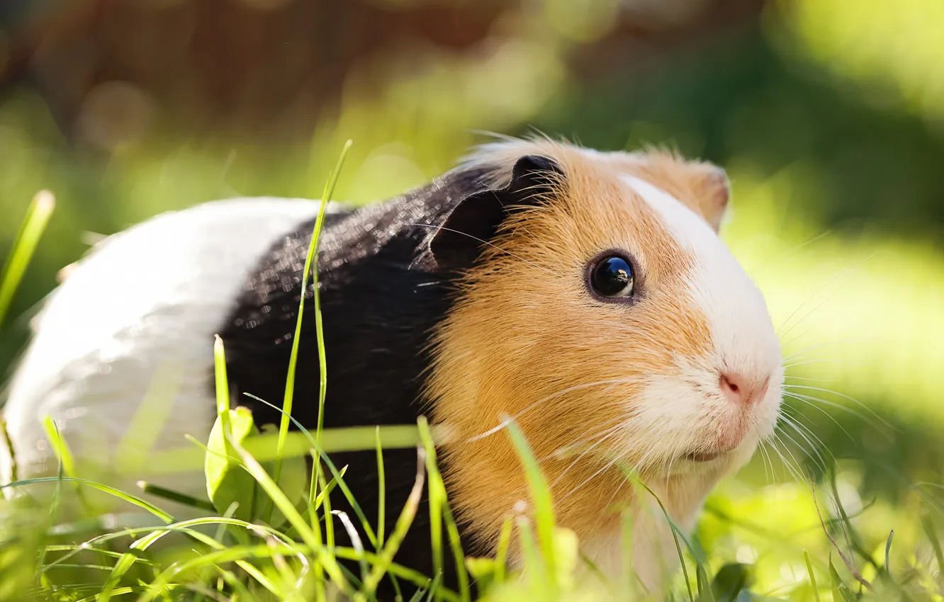 Photo wallpaper grass, sunlight, pet, sit, nose, rodent, furry, small