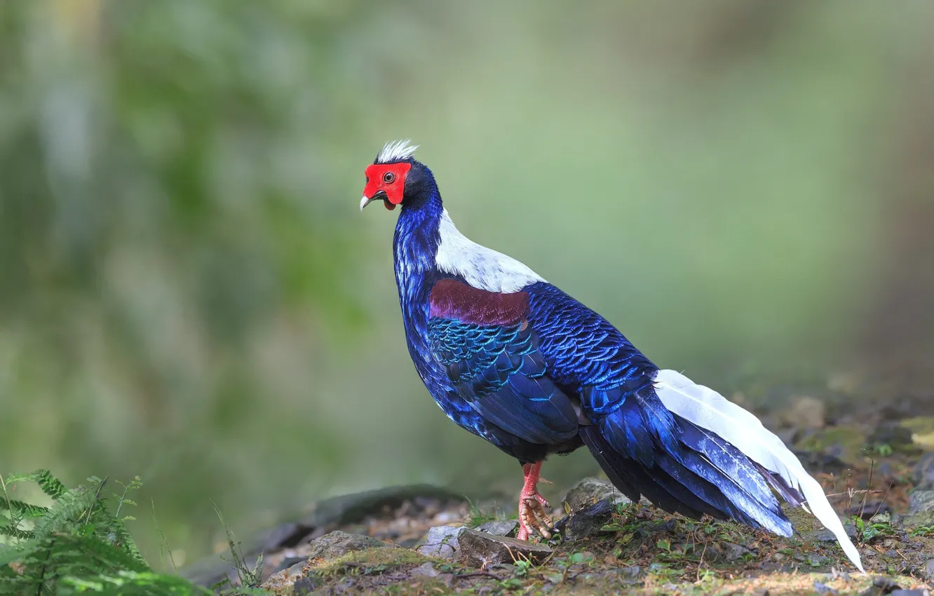 Photo wallpaper background, bird, pheasant